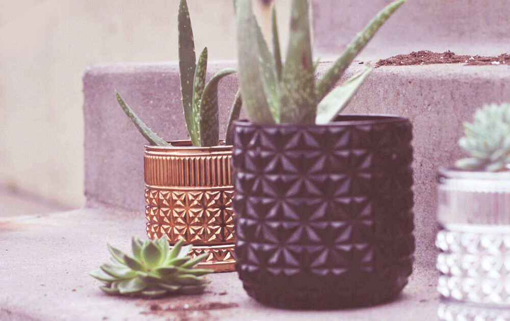 Muse Candle vessels with Aloe replanted in them